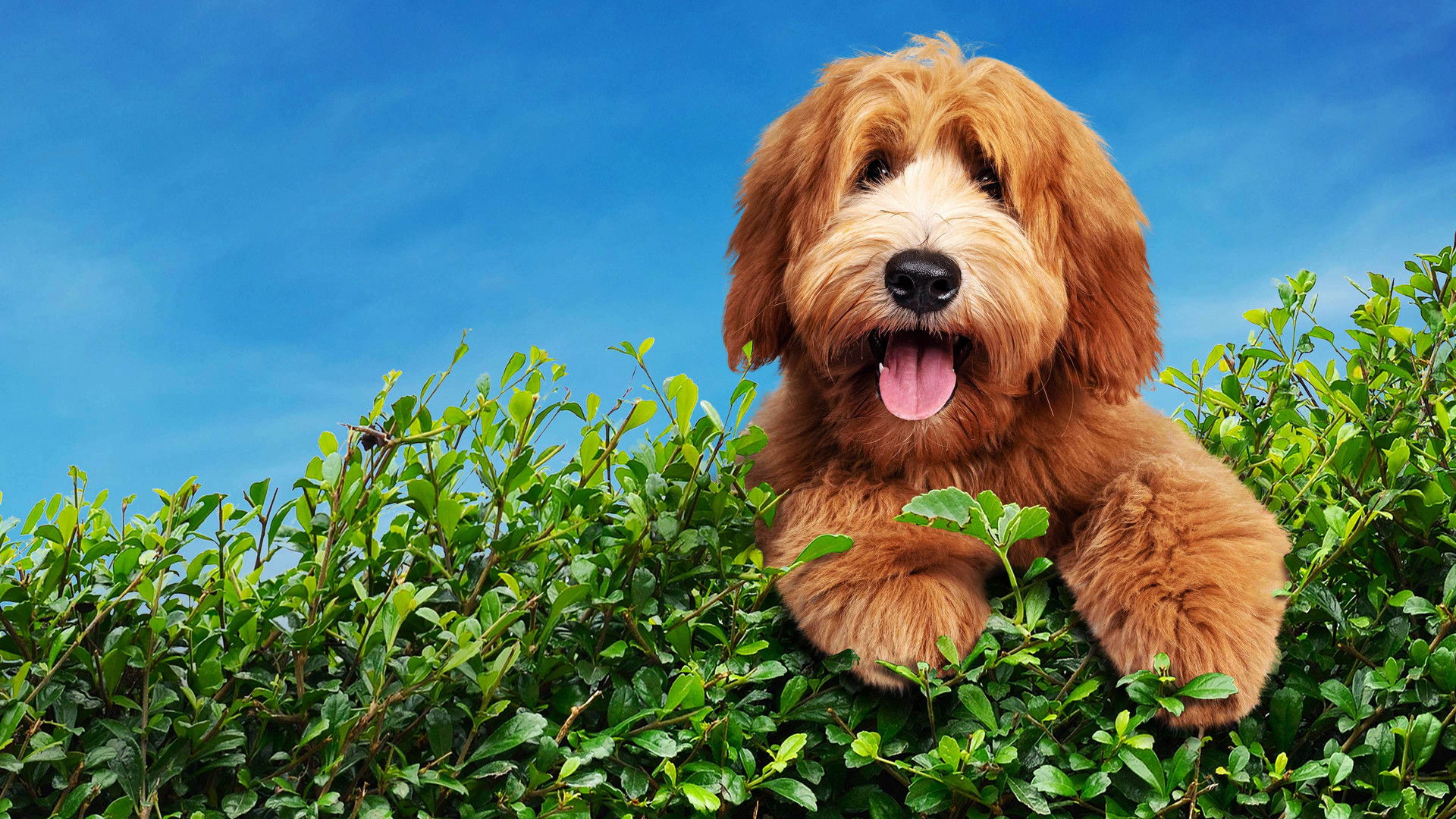 The Dog House Season 1