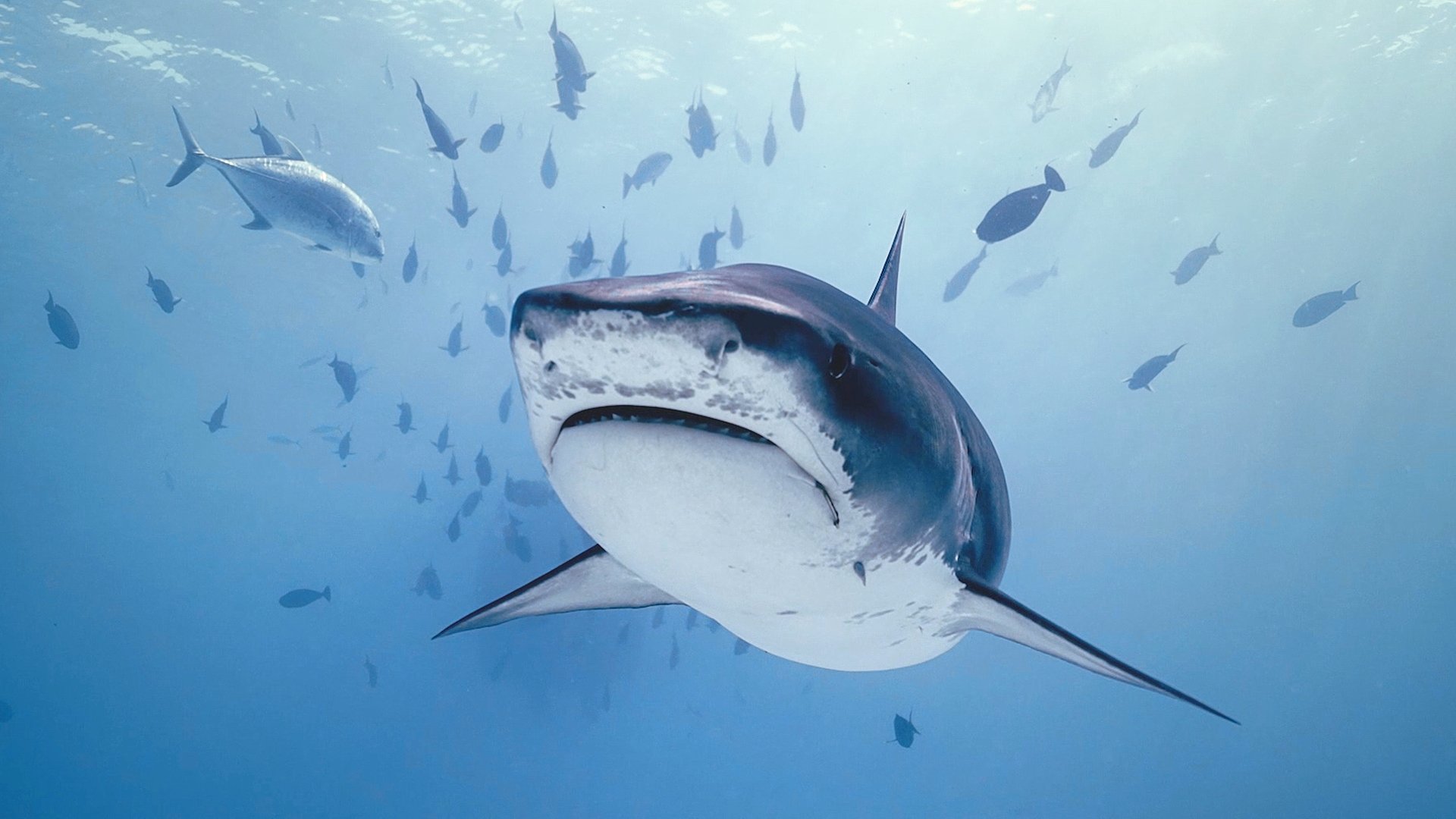 Investigation Shark Attack Season 1