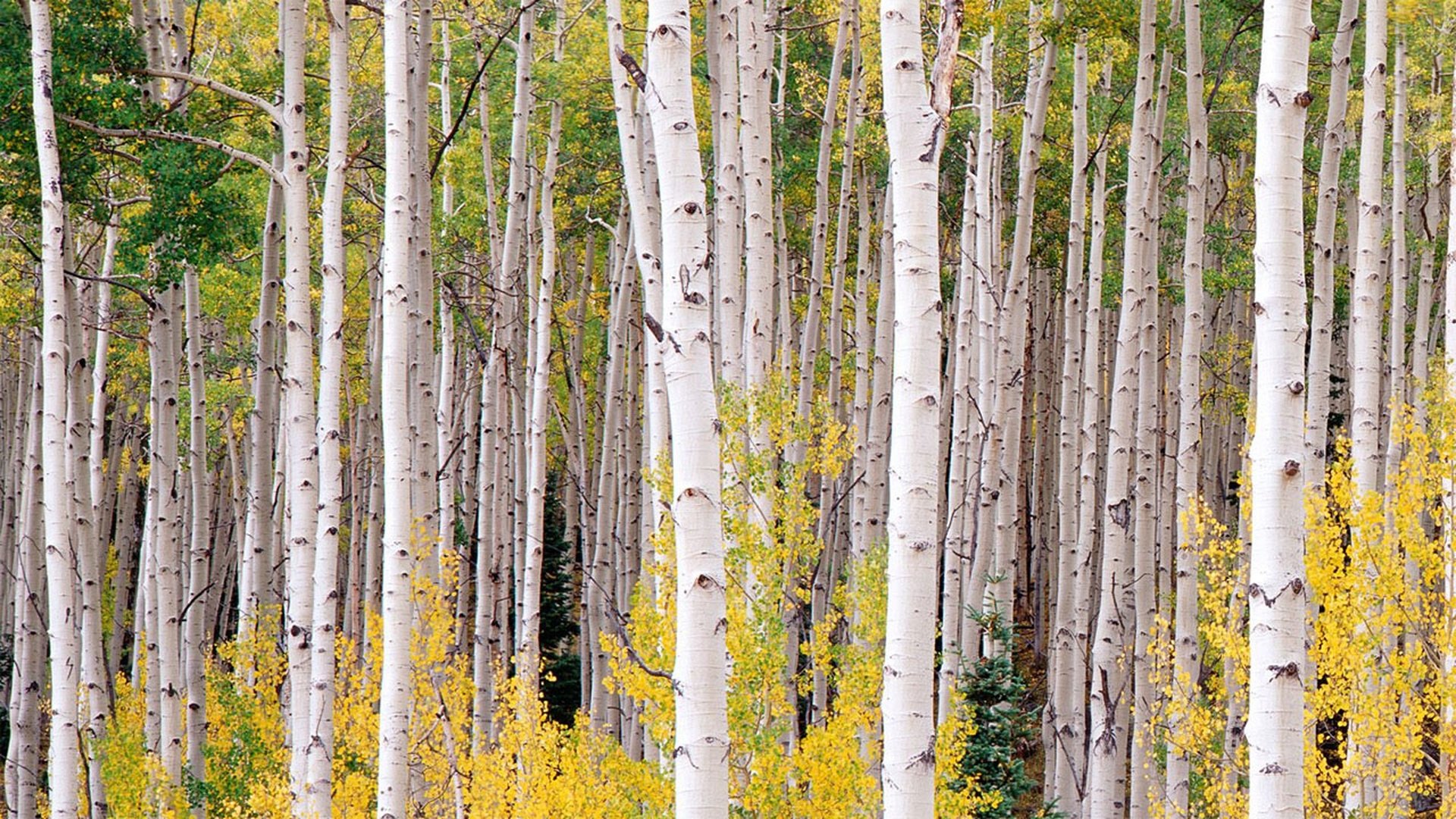 Nature Season 4