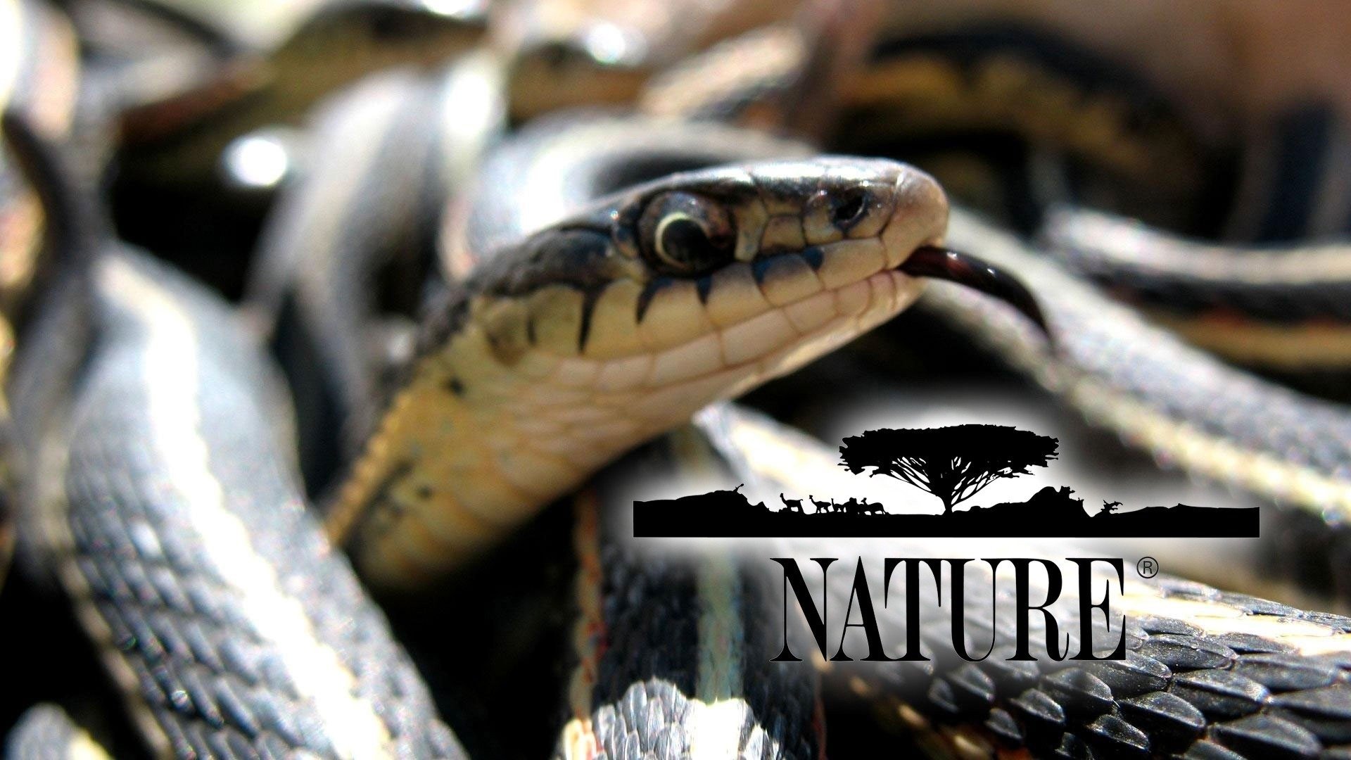Nature Season 5 Episode 7 : Cats