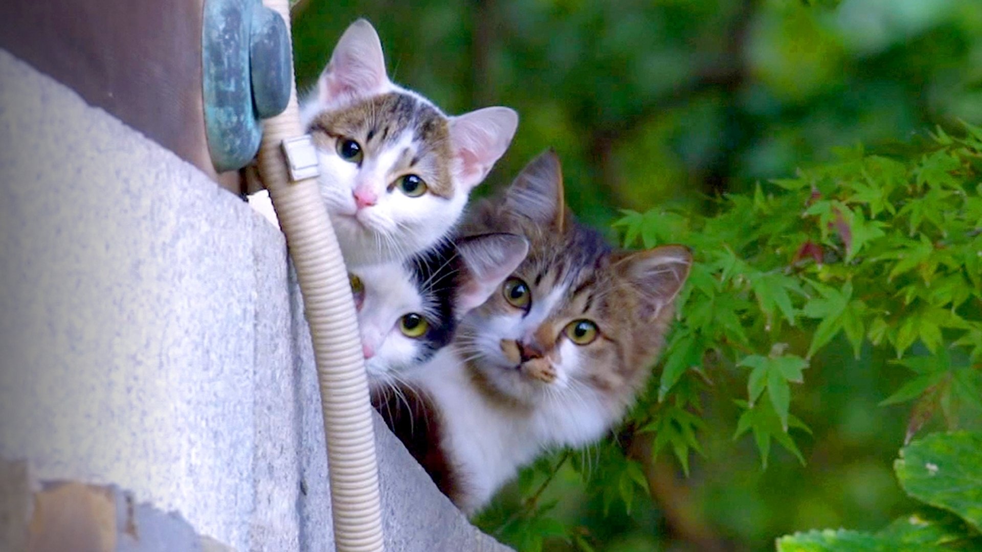 A Cat's-Eye View of Japan Season 1 Episode 14 : Chiba: Refreshing Sea Breeze and Sunlight