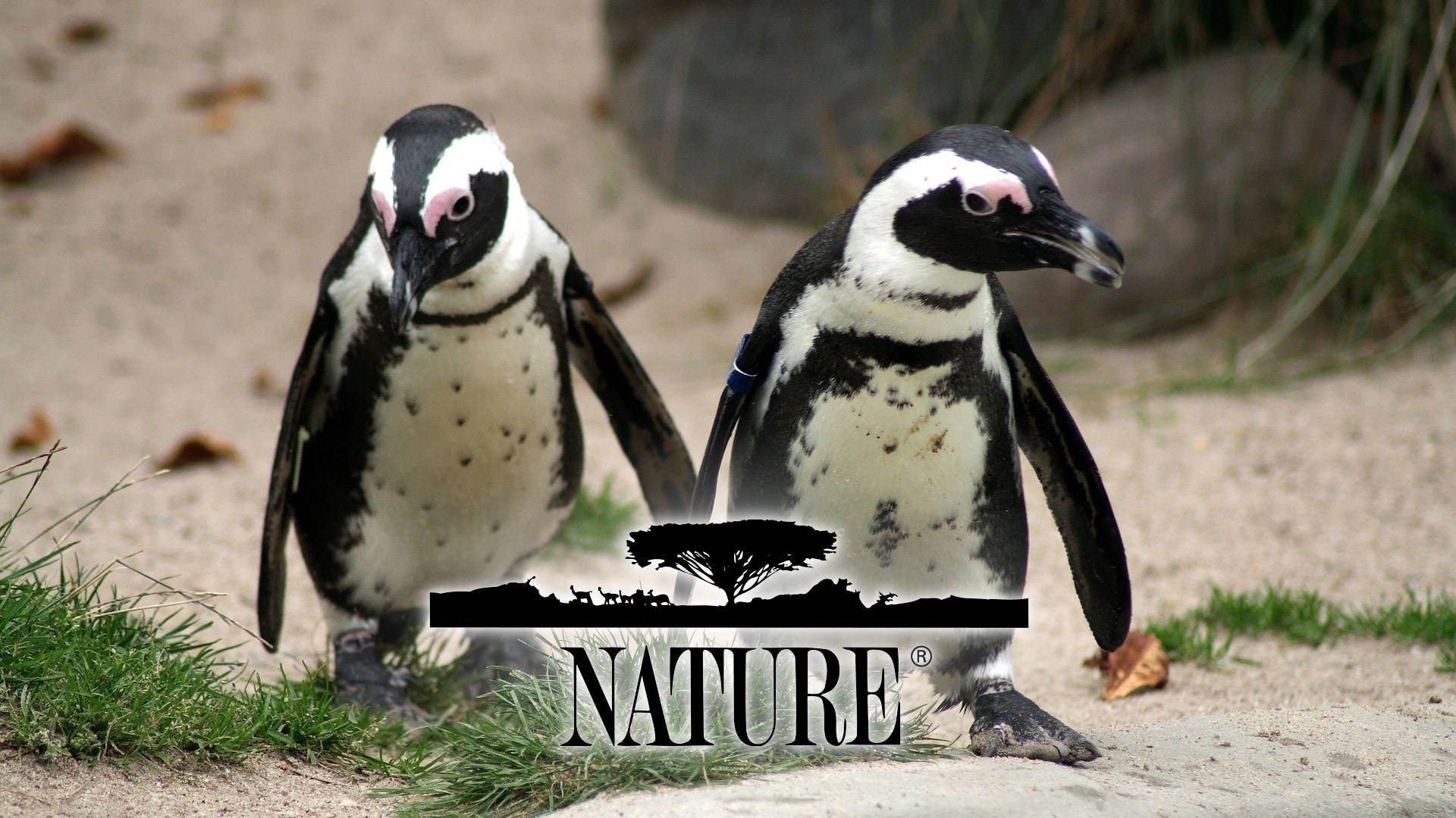 Nature Season 11