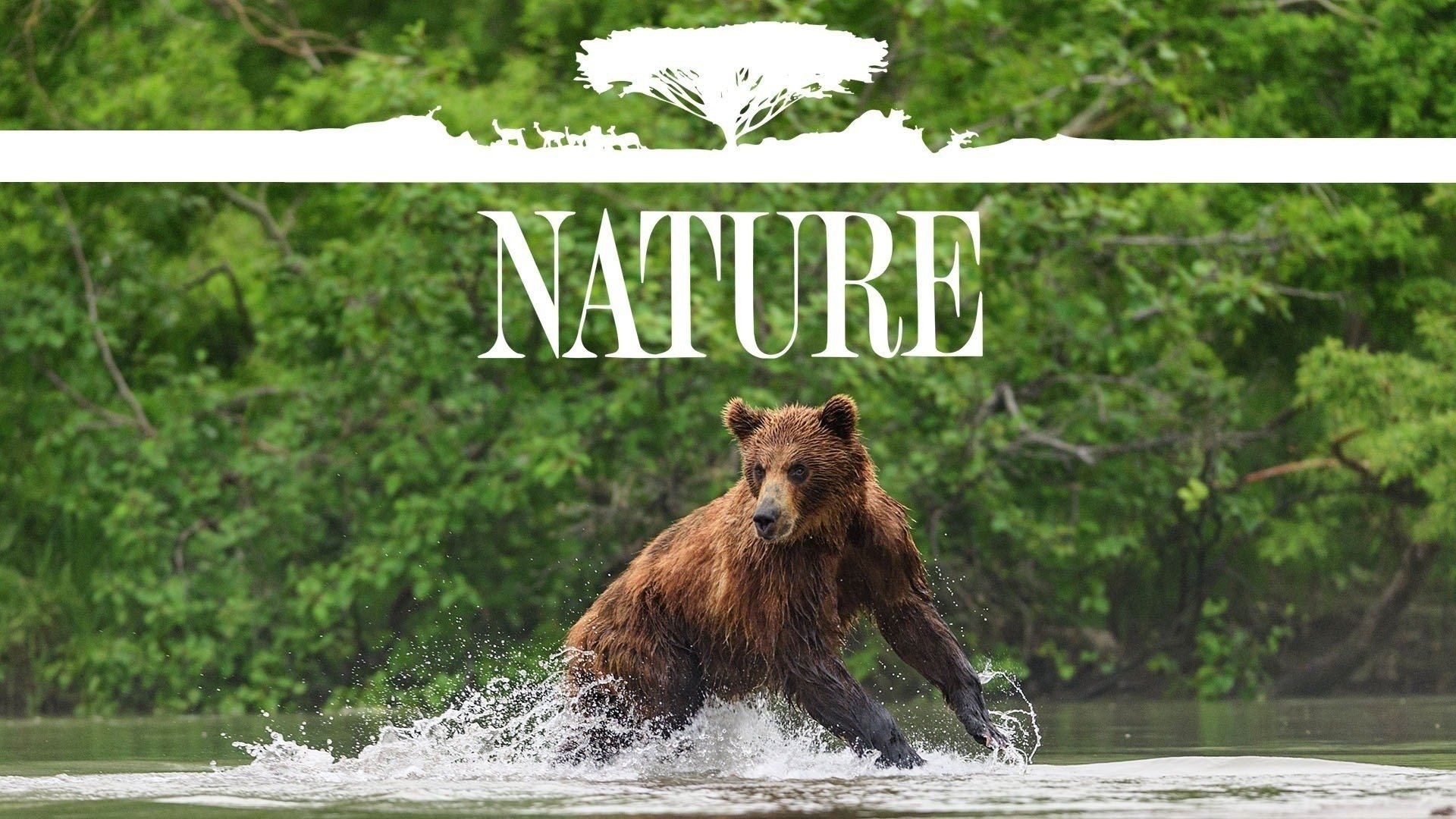 Nature Season 5 Episode 12 : In the Shadow of Fujisan: Bird of Happiness