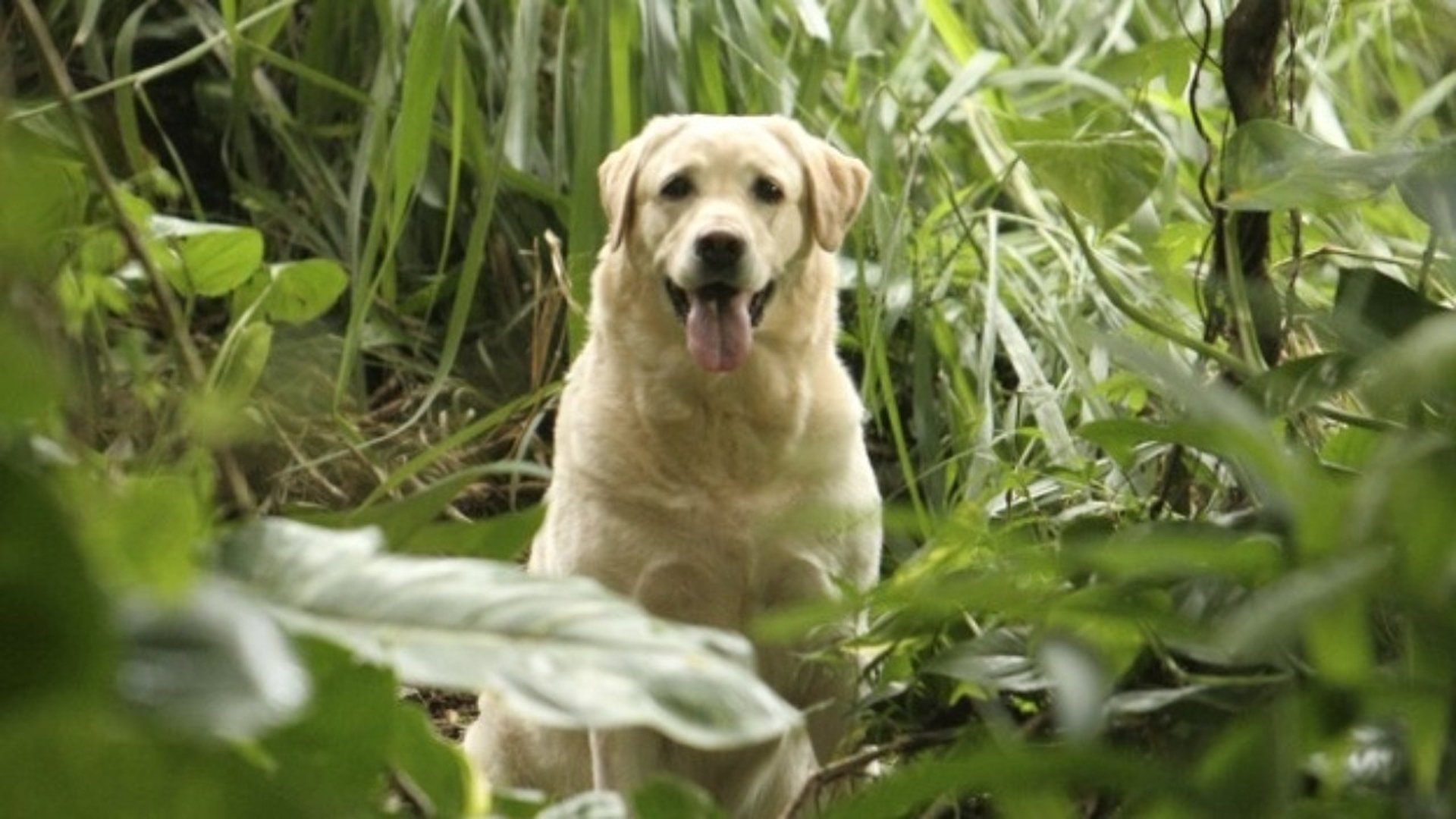 Lost Season 2 Episode 17 : Lockdown