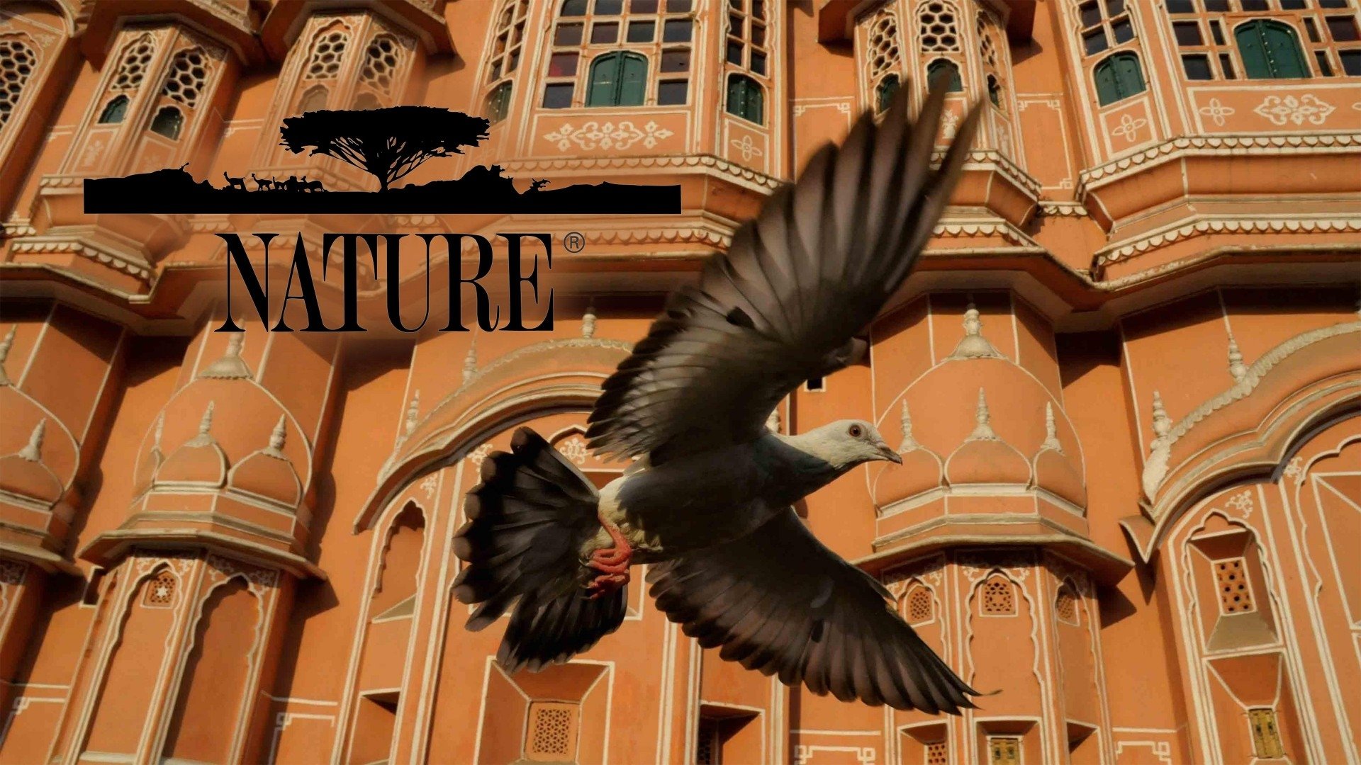 Nature Season 10 Episode 12 : Land of the Eagle: Searching for Paradise