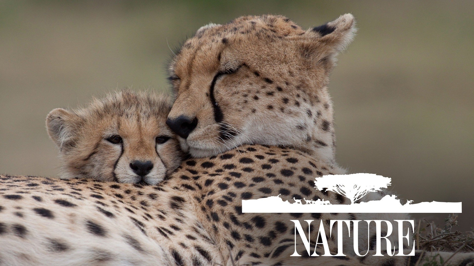 Nature Season 10 Episode 2 : Vietnam: a Country, Not a War