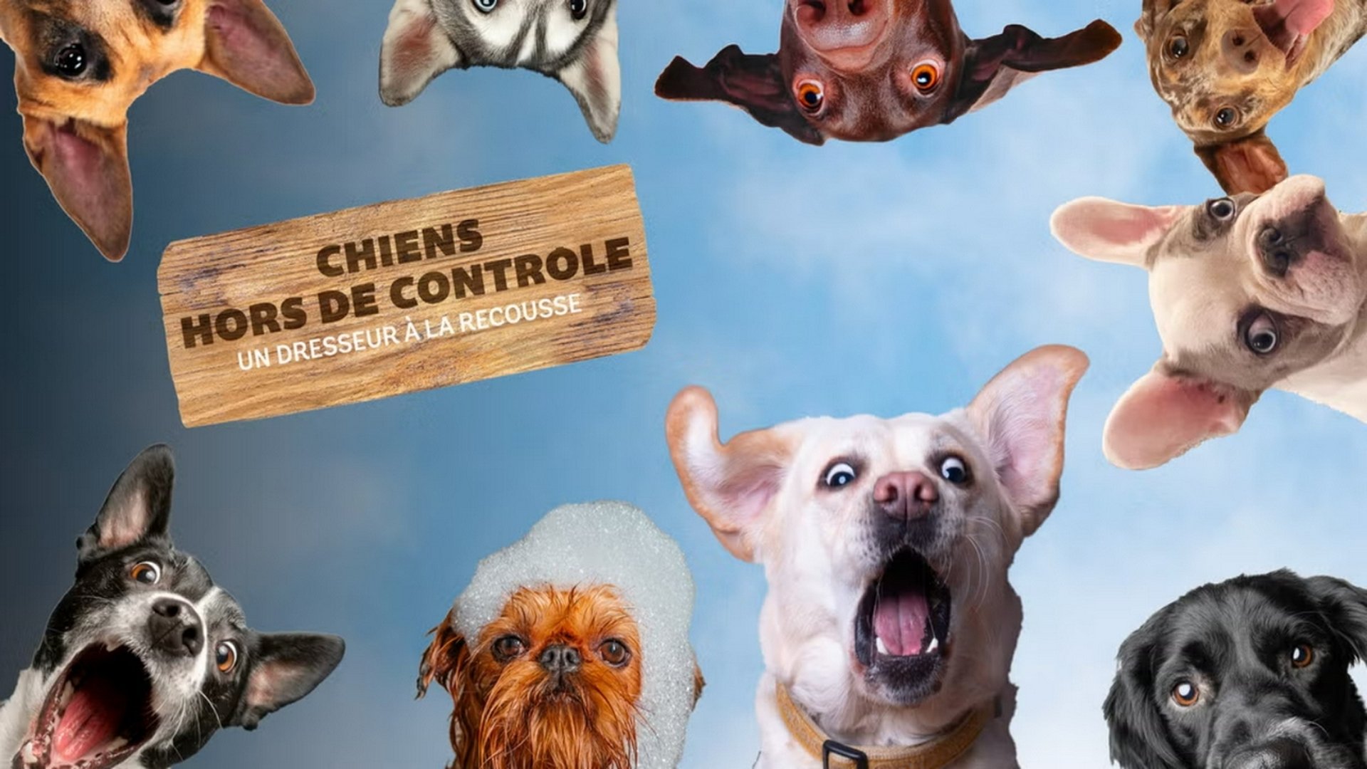 Dogs Behaving (Very) Badly Season 2