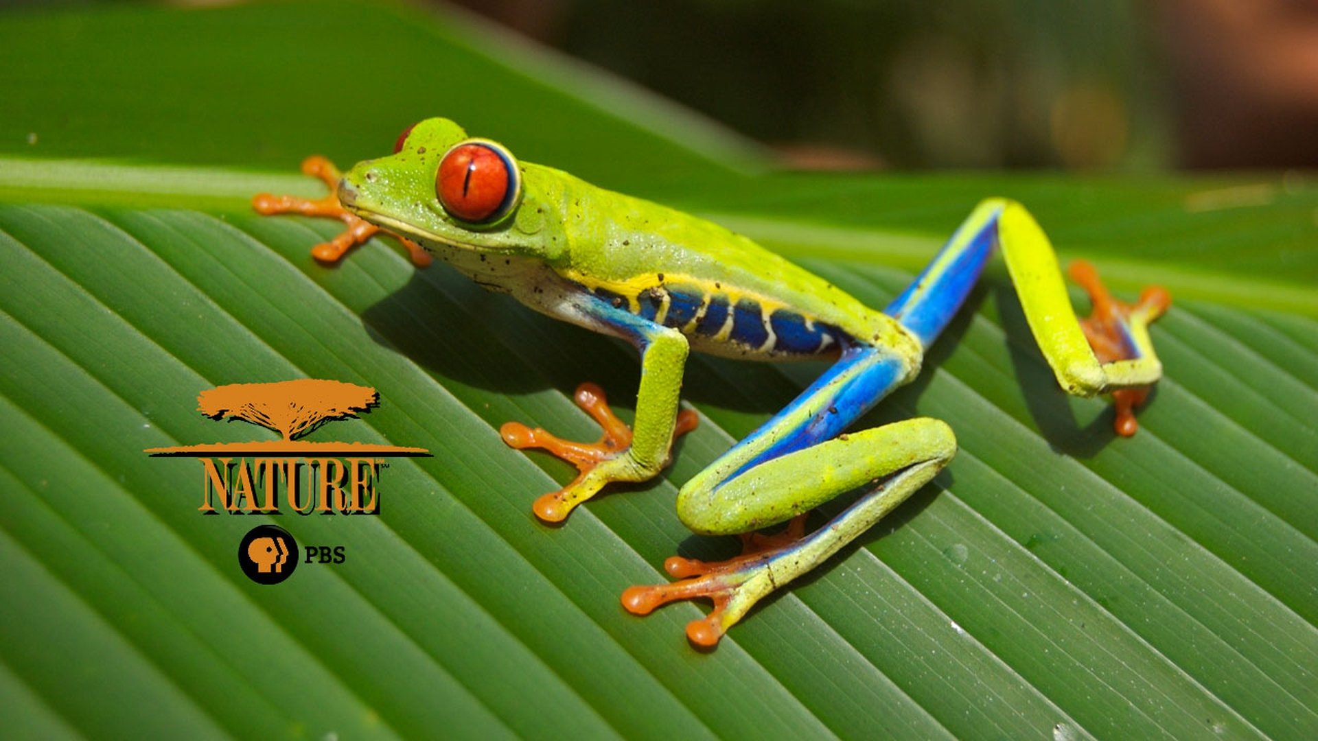 Nature Season 10