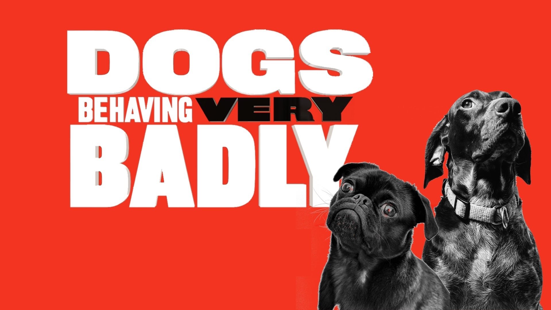 Dogs Behaving (Very) Badly Season 1 Episode 1 : Episode 1