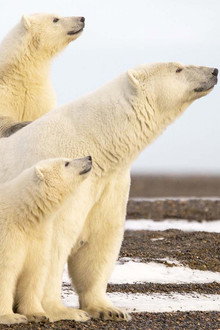 L'Année de l'ours