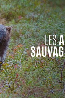 Les Animaux sauvages d'Europe