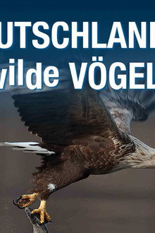 Deutschlands wilde Vögel