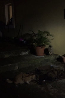 O mačkama i ljudima