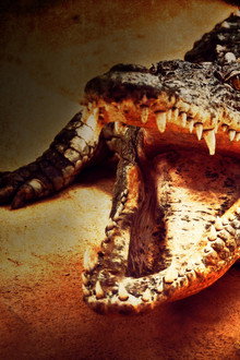 Lair Of The Killer Crocs