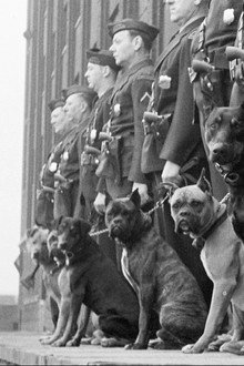 Bêtes de guerre