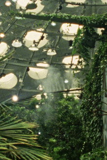 Fractais Tropicais