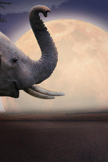 Kalahari, l'autre loi de la jungle