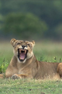 The Last Lioness: Birth of a Pride
