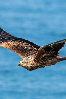 Zugvögel - Ein Jahr vergeht im Flug