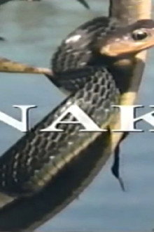 Predators of the Wild: Snake