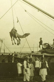 Afghan Cameleer in Australian from 1860-1920