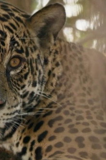 Au nom des jaguars