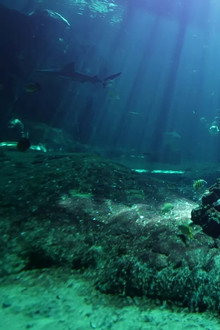 Nausicaá : Dans les coulisses du plus grand aquarium d'Europe