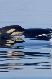 Orcas - Life in Black and White