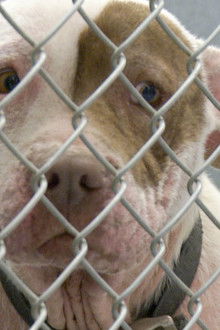 One Nation Under Dog: Stories of Fear, Loss and Betrayal