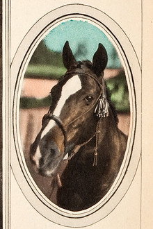 Tony the Horse