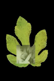 The Fig Tree