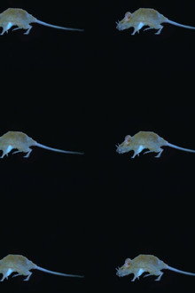 The Experience of a Rat