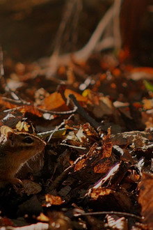 Tiny Giants 3D