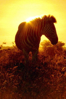 Africa's Wild Havens