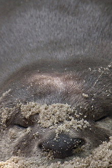 Otter Town