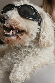 In Dog Years