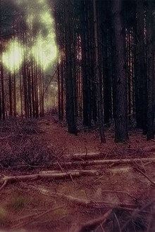 Shallow Grave