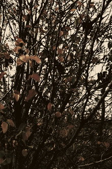 Meshes of an Autumn Afternoon