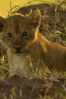 Peur sur la savane