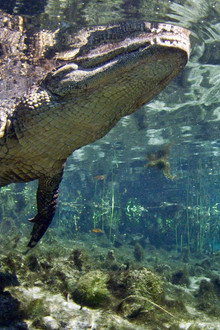 Florida Untamed
