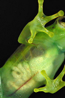 Incredible frogs