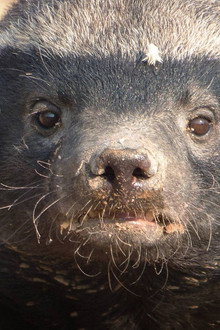 Honey Badger: Grit