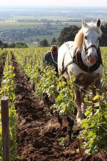 Grand Cru