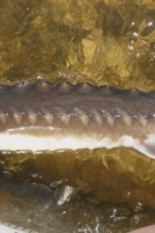 Billion Dollar Fish