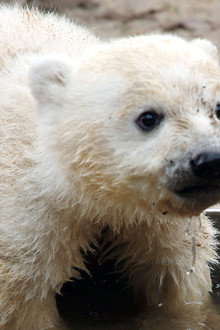 Knut - Aus der Kinderstube eines Eisbären