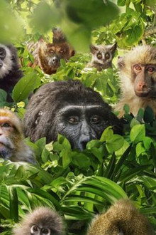 Dans le secret des primates