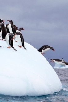 Wild Antarctica