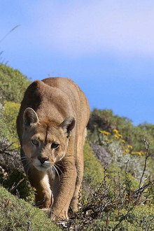 Puma: Lion of the Andes