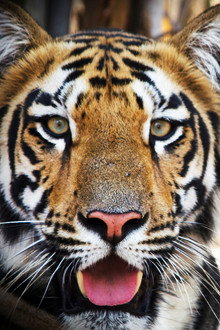Tigress Blood