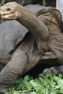 Lonesome George and the Battle for Galapagos